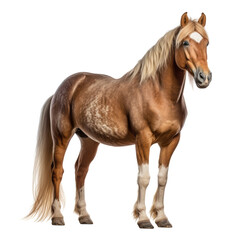 brown horse isolated on transparent background cutout
