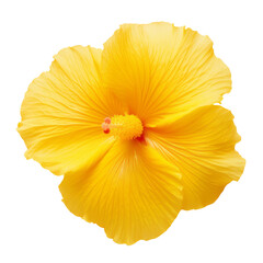 yellow flower isolated on transparent background cutout