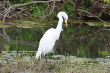 White egret resting on the banks of a swamp