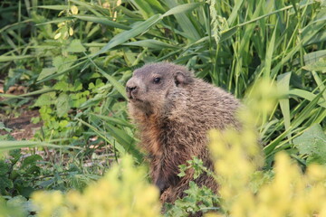 Woodchuck walking through meadow