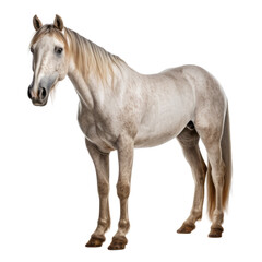 Fototapeta premium white horse isolated on transparent background cutout