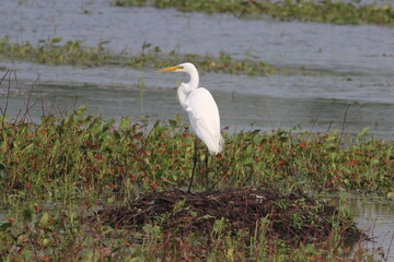 Egret standing in the middle of the a pond