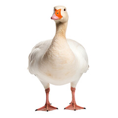 duck isolated on transparent background cutout