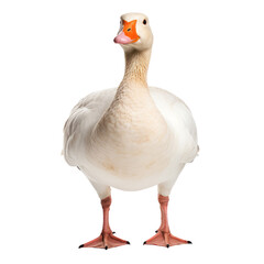 Obraz premium duck isolated on transparent background cutout