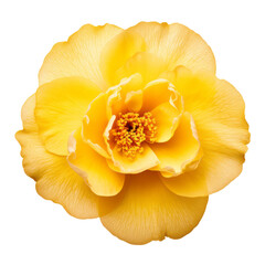 yellow flower isolated on transparent background cutout © Papugrat