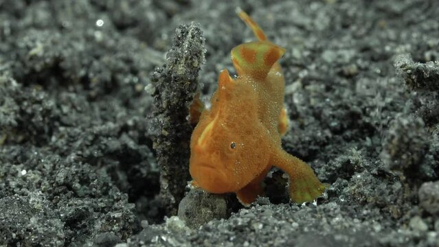 A small red frog fish sits on the bottom of the sea, it rests on its front fins.
Painted Frogfish (Antennarius pictus) 16 cm. ID: skin is covered by round sponge-like spots, color highly variable.