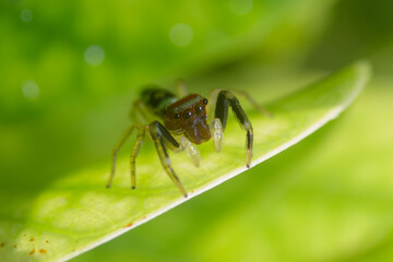 Close up of a spider