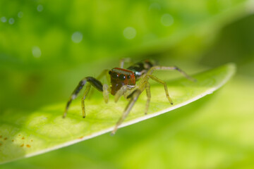 Fototapeta premium Close up of a spider