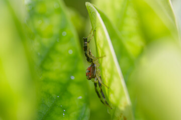 Fototapeta premium Close up of a spider
