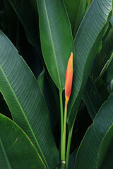 Bird of paradise flower in tropical forest