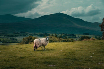 Fototapeta na wymiar A sheep wandering on the meadow in the Lake District in overcast days