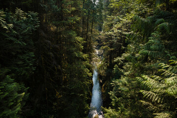 Fototapeta premium A clean mountain river flows in a gorge surrounded by tall trees. Natural background. Travel and tourism concept image, selective focus.
