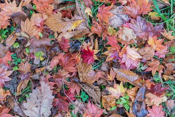 雨の日に観る大沼湖畔の紅葉