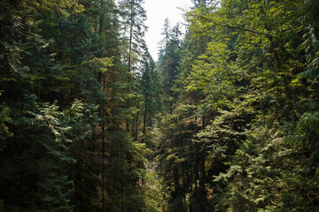 Obraz premium A gorge surrounded by tall trees in a mountains. Natural background. Travel and tourism concept image, selective focus.