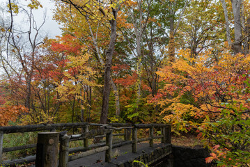 雨の日に観る大沼湖畔の紅葉