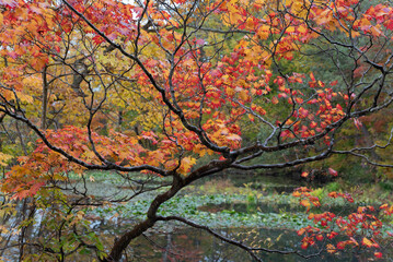 雨の日に観る大沼湖畔の紅葉