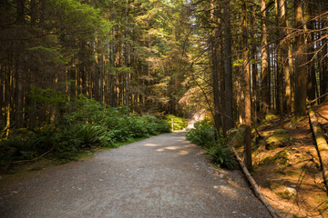 Path in the forest and ferns. Empty road in the coniferous forest on a sunny summer day. Hiking trail in Rocky mountains forest with trees.  Travel and tourism concept image, selective focus.