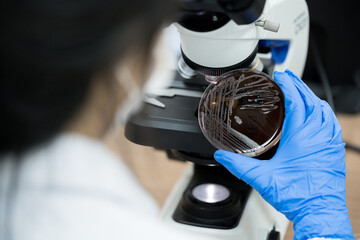 Scientist holding agar plate for diagnosis bacterial or  microorganism, blurry microsopy background at laboratory. Selective petri dish with colonies of bacteria under the lens of a microscope. © arcyto