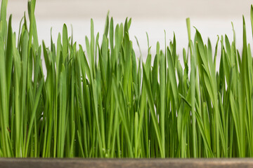 Growing cat grass process at day 6.  Using organic seed and soil. Great food for indoor or outdoor cat, dogs and other pets.