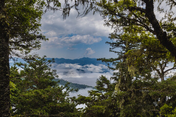 Through the trees of the forest, a picturesque view of Taiwan's landscape unfolds. The image captures the beauty of nature, with rolling hills, vibrant greenery, and a glimpse of a serene river