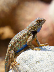 Close up of a Western Fence Lizard on rock, showing off his blue belly