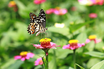Closeup butterfly on wild flower
