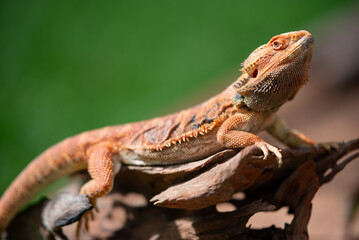 bearded dragon on ground with blur background