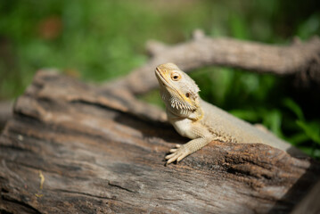 bearded dragon on ground with blur background
