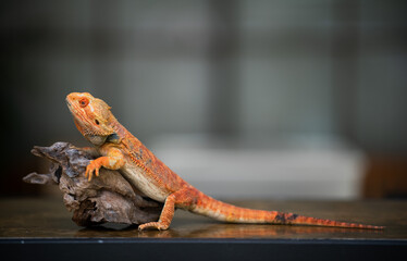 bearded dragon on ground with blur background