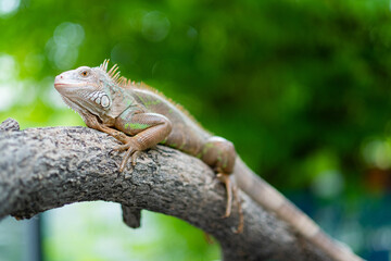 lizard, animal, green lizard with blur background
