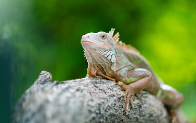 lizard, animal, green lizard with blur background