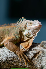 lizard, animal, green lizard with blur background