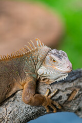 lizard, animal, green lizard with blur background