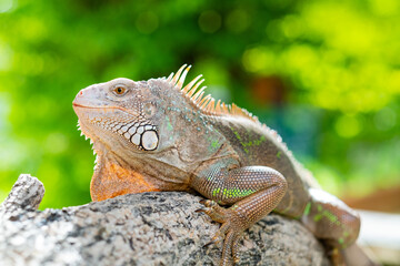 lizard, animal, green lizard with blur background