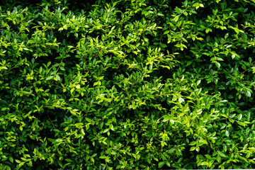 Obraz premium green leaves wall background, leaf wall nature background