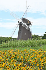 ヒマワリと風車