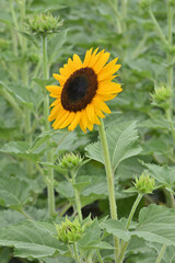 鶴見緑地公園のヒマワリ