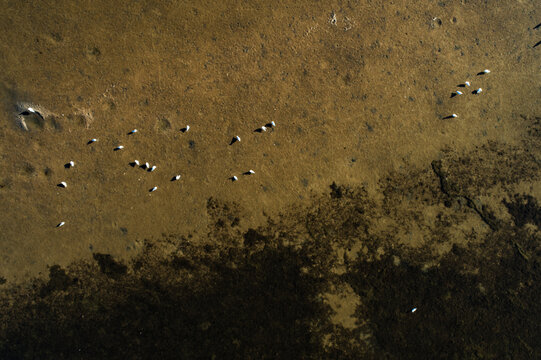 An aerial view of birds resting on a shallow river bed