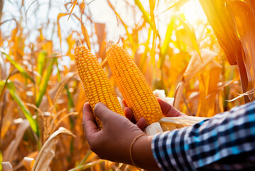 Close-up of the farmer's hands holding corn amid the dry cornfield portrays the harmony between human toil and nature.