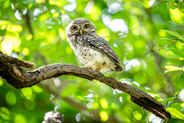 Little Spotted Owlet on the tree