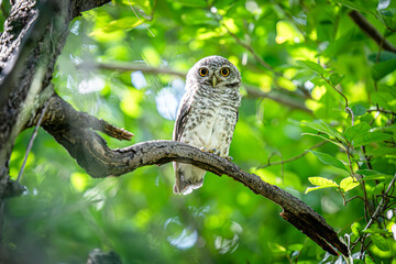 Little Spotted Owlet on the tree