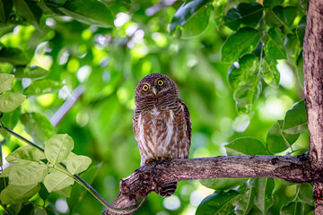 asian barred owlet sitting on the tree