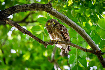 asian barred owlet sitting on the tree