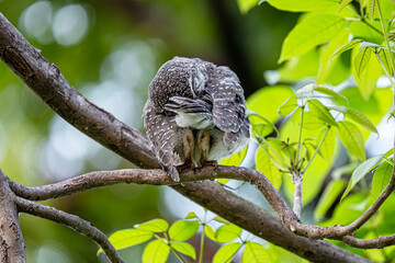 Little Spotted Owlet on the tree