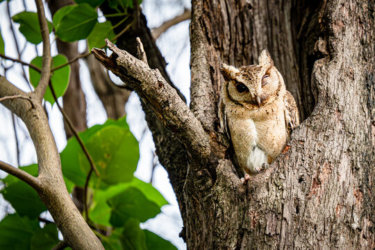 Winking eye Adorable Collared scops owl