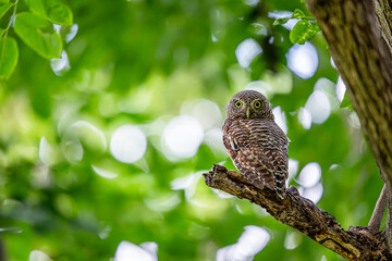 asian barred owlet sitting on the tree with green bokeh background