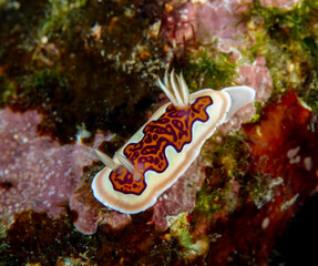 Nudibranch