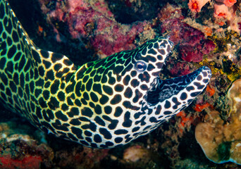 Honeycomb moray eel
