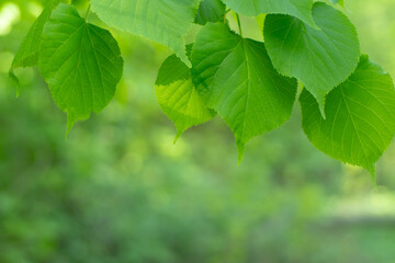 Fototapeta na wymiar Green foliage of a tree. Young linden leaves close up.