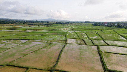 aerial shots  drone photography  aerial shots of rice fields in evening light  drone shots of rice fields  high angles of rural areas